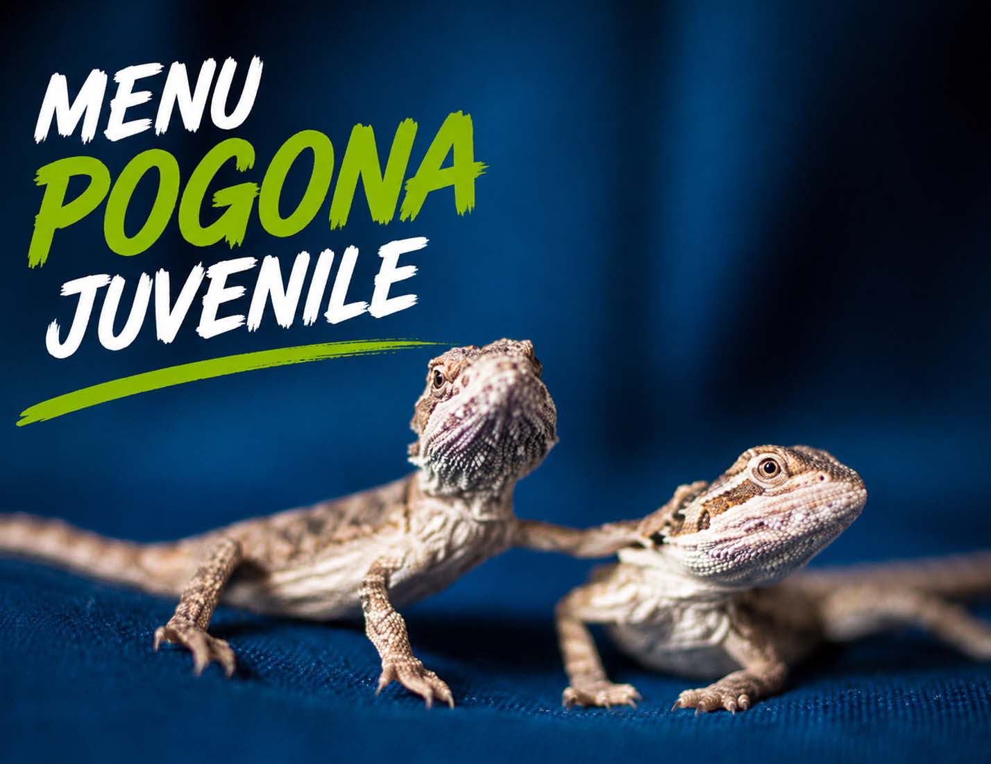 Pogonas juv&eacute;niles